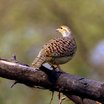 Gray Francolin